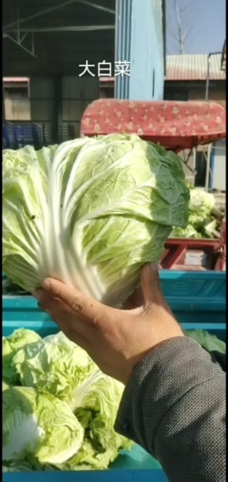 【精品】开封大白菜支持视频看货诚信经营欢迎选购