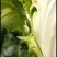 【精品】开封大白菜支持视频看货诚信经营欢迎选购