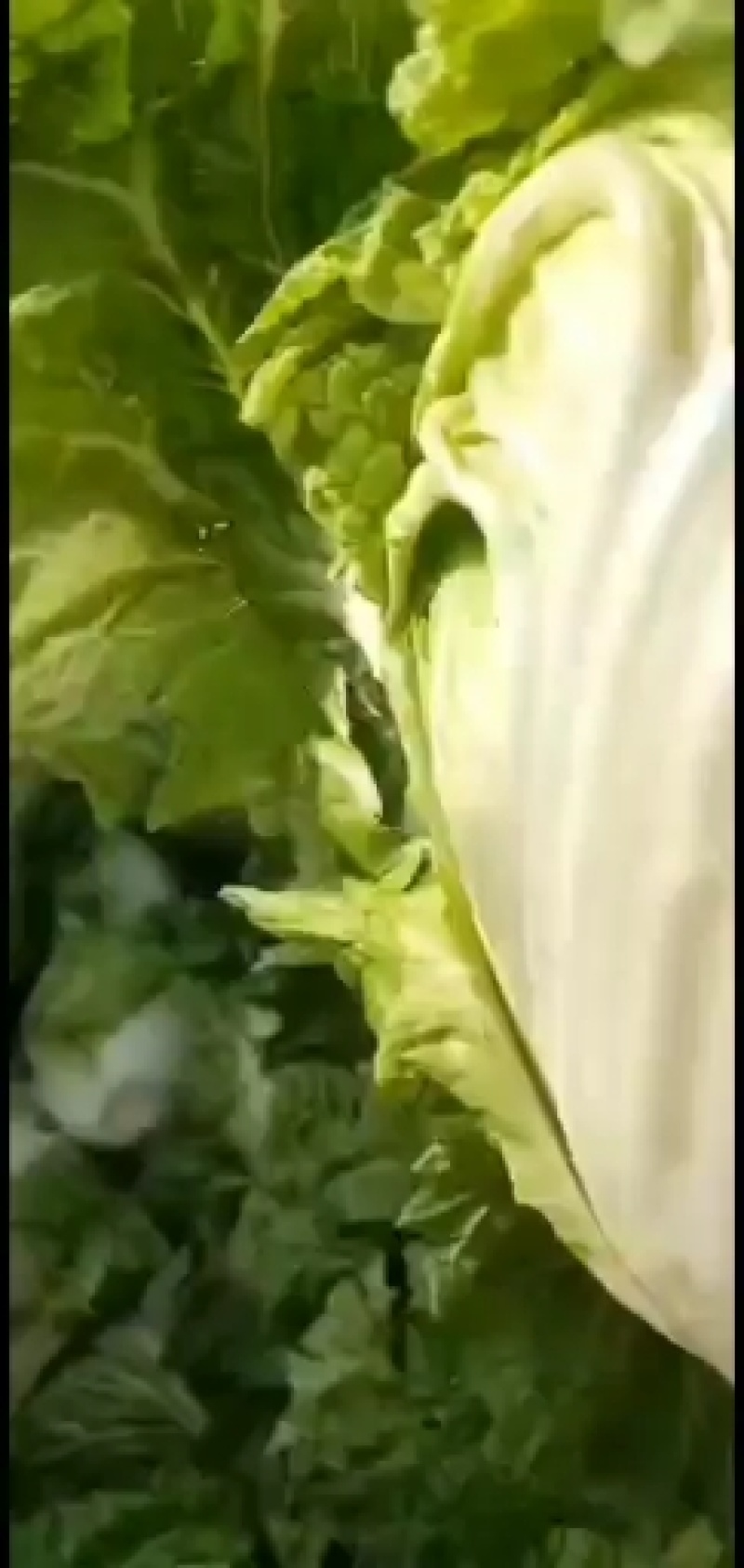 【精品】开封大白菜支持视频看货诚信经营欢迎选购