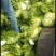 【精品】开封大白菜支持视频看货诚信经营欢迎选购