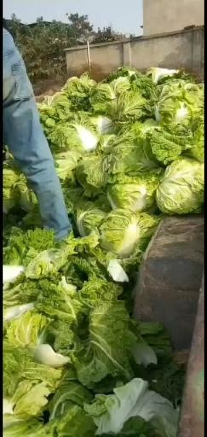 【精品】开封大白菜支持视频看货诚信经营欢迎选购