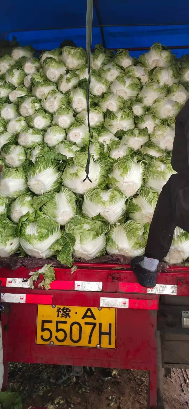 【精品】开封大白菜支持视频看货诚信经营欢迎选购
