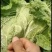【精品】开封大白菜支持视频看货诚信经营欢迎选购