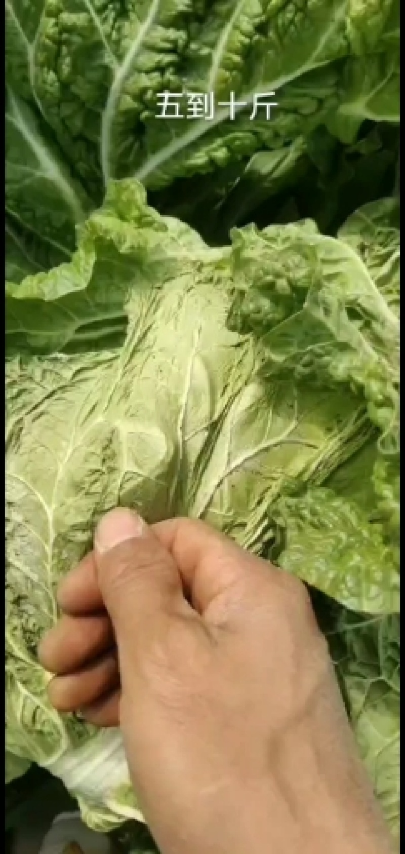 【精品】开封大白菜支持视频看货诚信经营欢迎选购