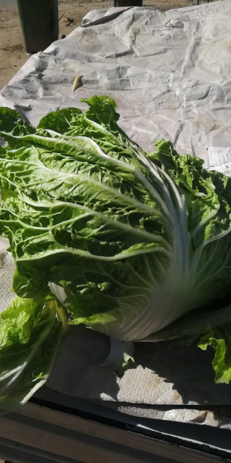 【精品】开封大白菜支持视频看货诚信经营欢迎选购