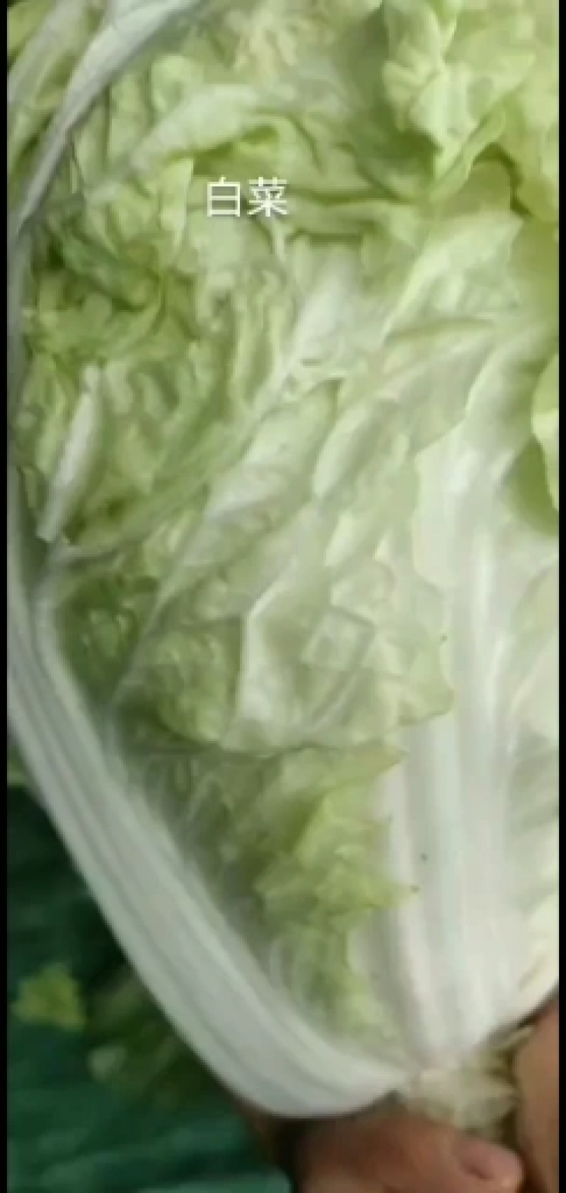 【精品】开封大白菜支持视频看货诚信经营欢迎选购