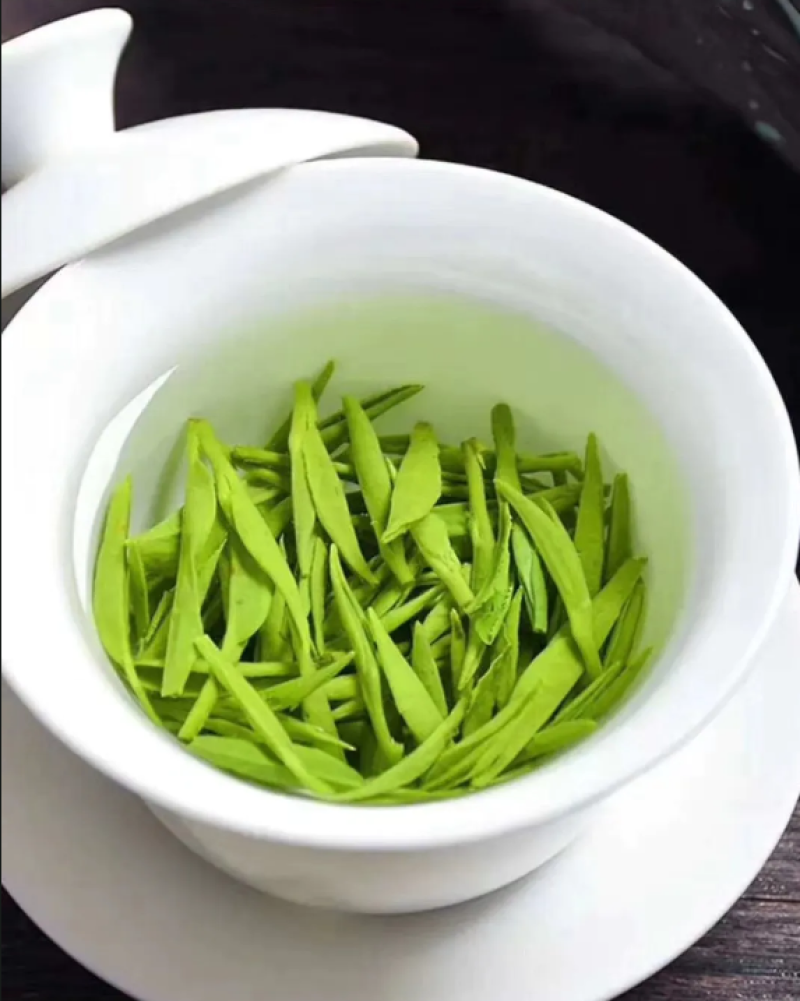 茶树苗茶叶苗乌牛早茶龙井中茶108舒茶早