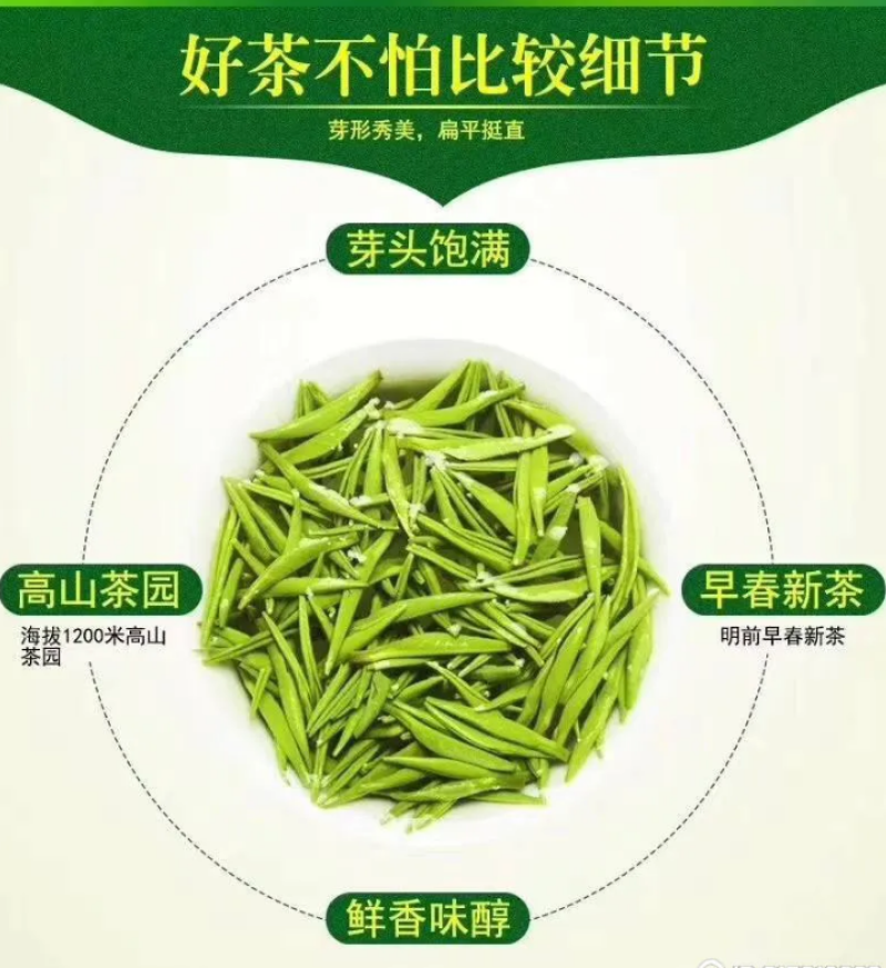 茶树苗茶叶苗乌牛早茶龙井中茶108舒茶早