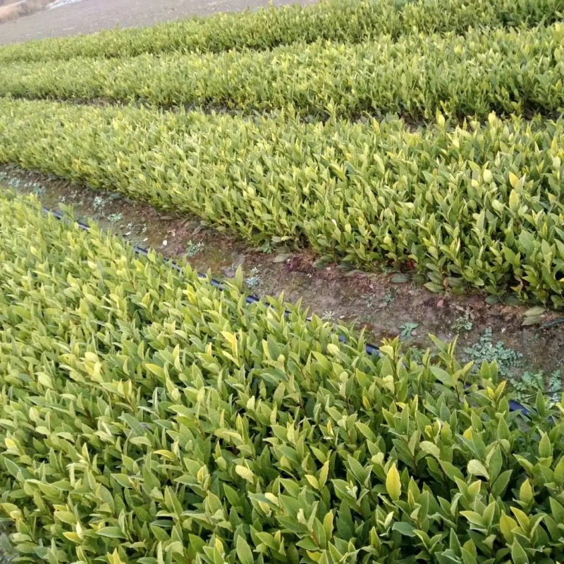 茶树苗茶叶苗乌牛早茶龙井中茶108舒茶早