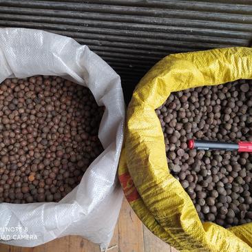 贵州铜仁绿茶茶叶籽产量高易种植抗病力强茶叶种子产地直发