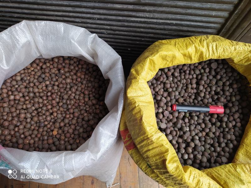 贵州铜仁绿茶茶叶籽产量高易种植抗病力强茶叶种子产地直发