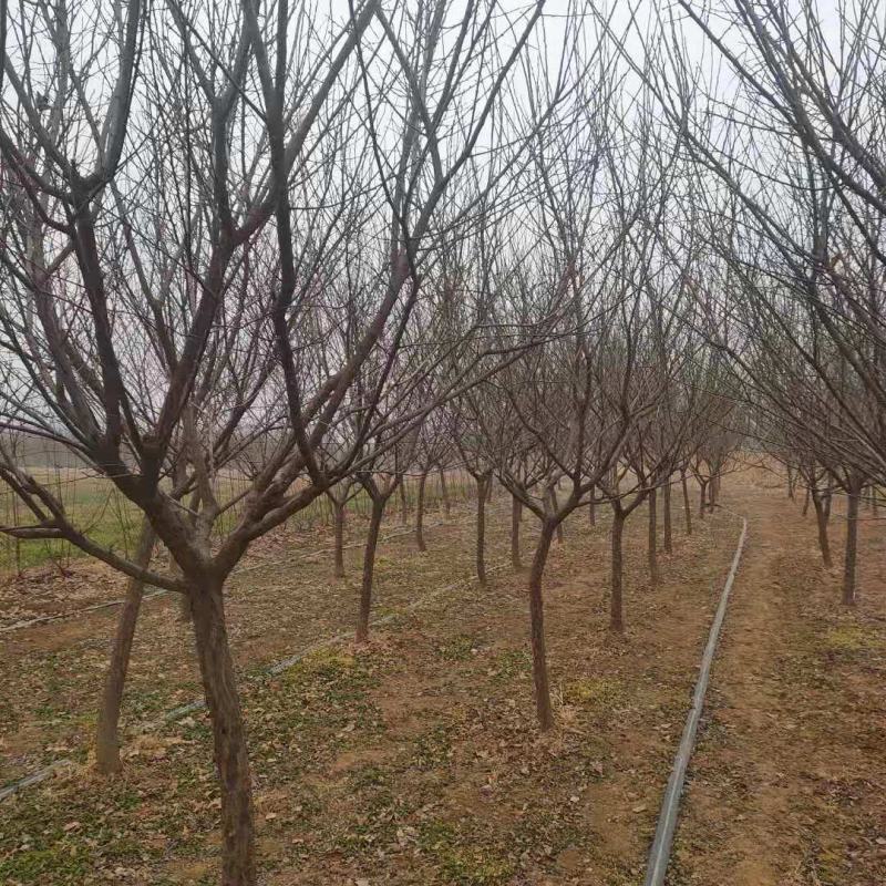原生梅花树现挖现发带土球发货量大从优