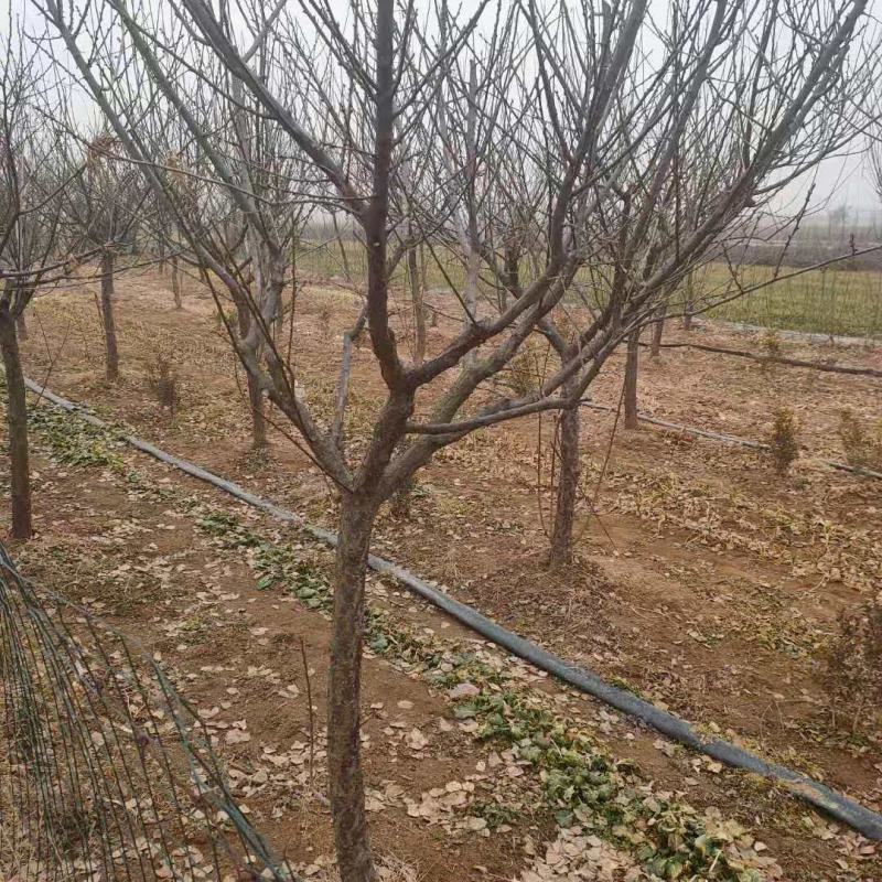 原生梅花树现挖现发带土球发货量大从优