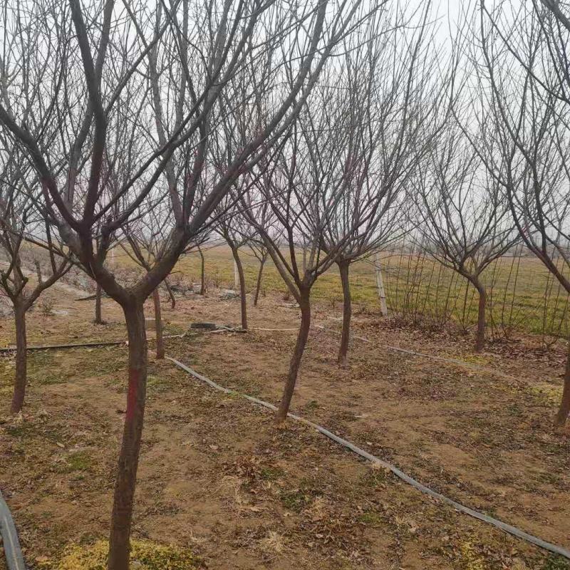 原生梅花树现挖现发带土球发货量大从优