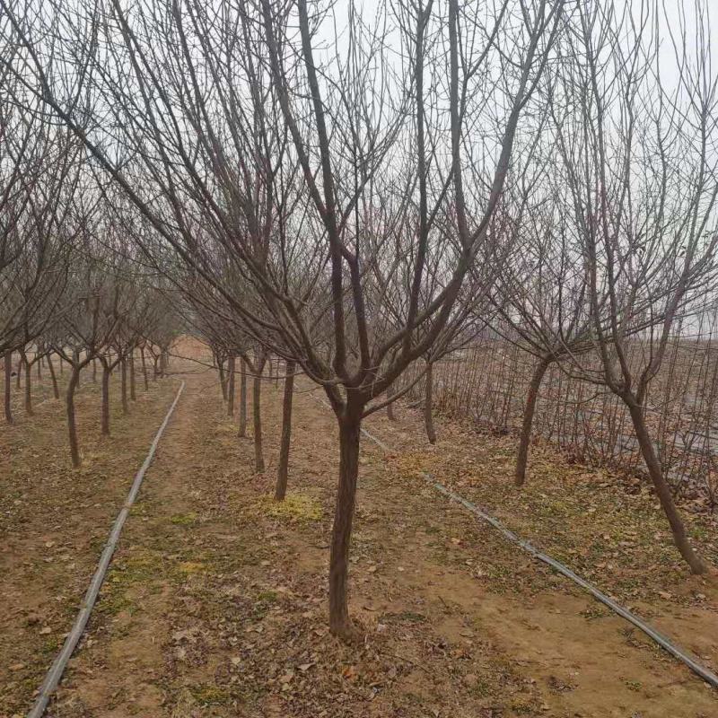 原生梅花树现挖现发带土球发货量大从优