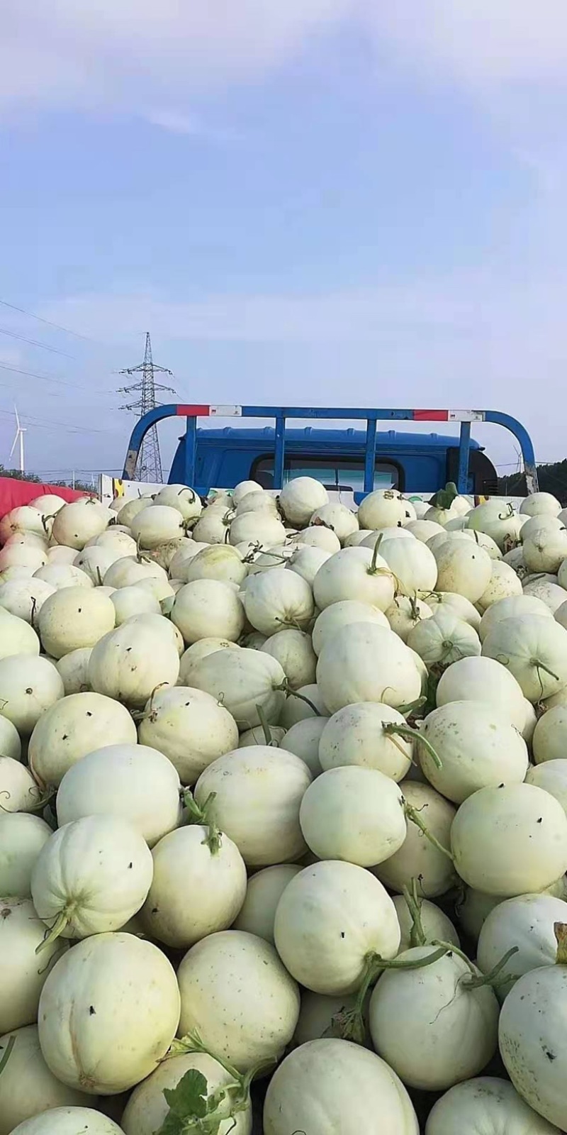 江苏本地小甜瓜即将大量上市啦欢迎前来看货