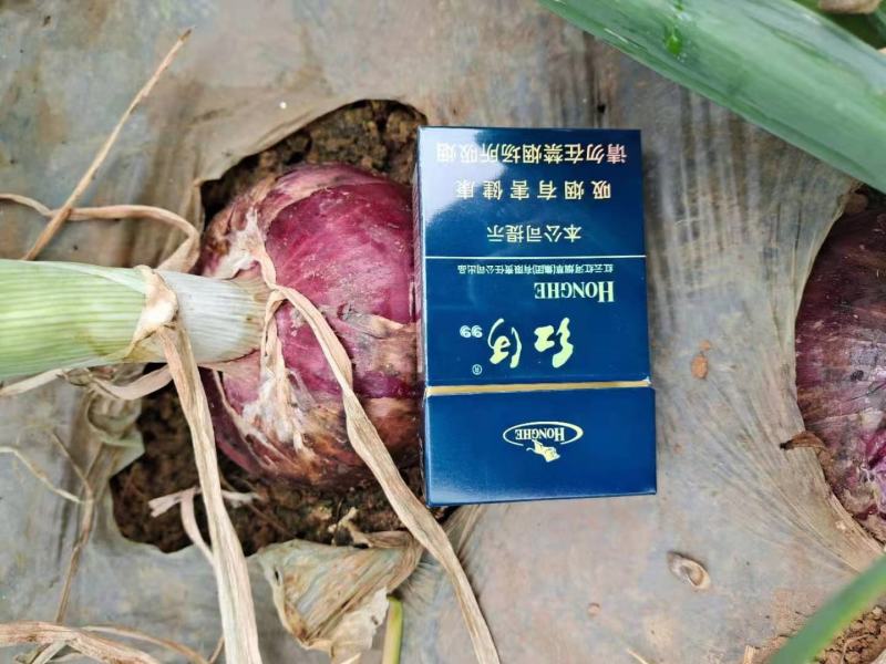 建水洋葱已开始上市，基地实拍，需要的老板速联系！
