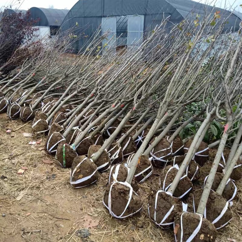 西府海棠花树苗南方北方室外庭院种植地栽耐寒花卉垂丝海棠
