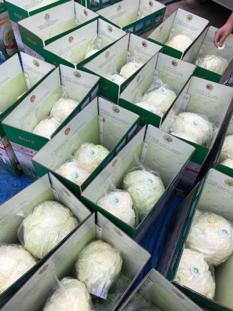 胶州大白菜礼盒大量供应