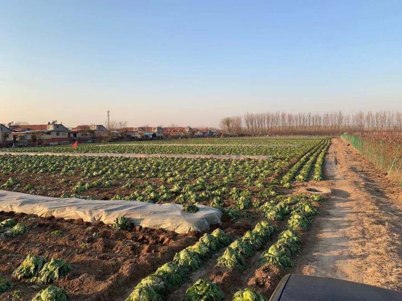 胶州大白菜礼盒大量供应