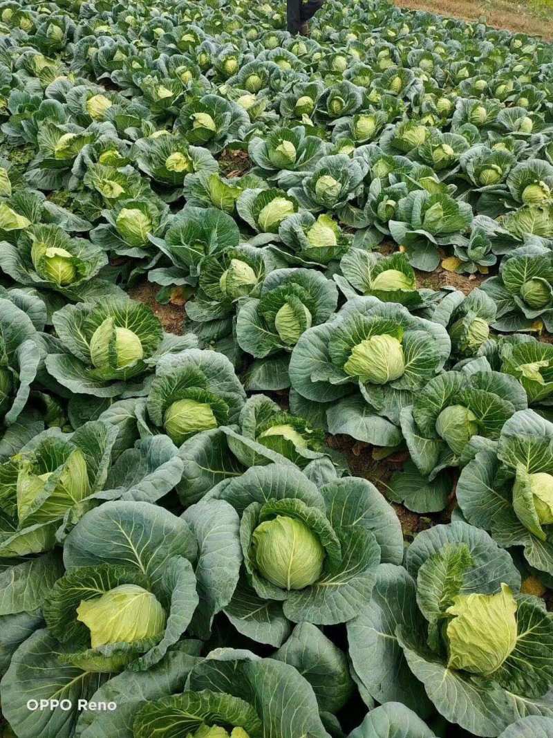 圆包菜产地销售诚信合作各种季节性蔬菜