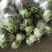 圆包菜产地销售诚信合作各种季节性蔬菜
