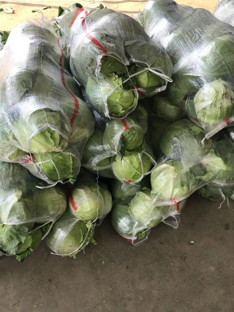 圆包菜产地销售诚信合作各种季节性蔬菜