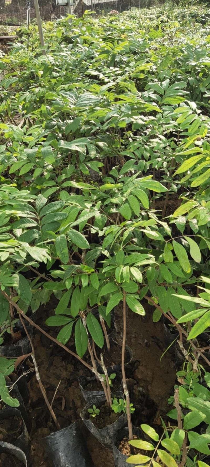 龙眼树苗带土带叶发货基地现挖可视频选货实地考察