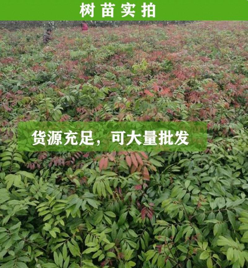 龙眼树苗带土带叶发货基地现挖可视频选货实地考察