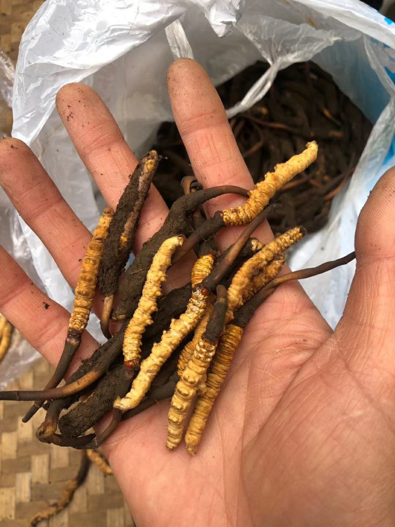 正品虫草专卖精心培育自产自销质量保证