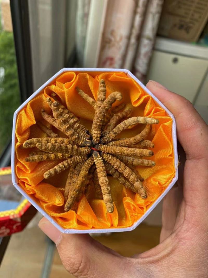 野生虫草头期正品藏族年货礼盒虫草特产非断草西藏那曲青海玉树