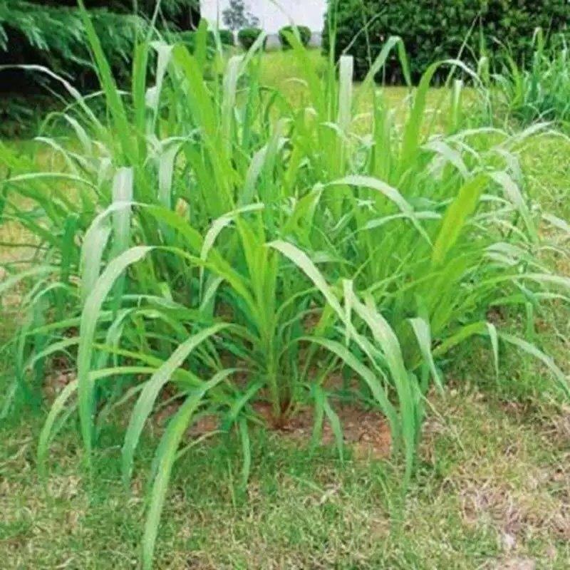 杂交进口巨菌草种子牧草种子多年生养牛羊鱼猪兔一年四季高产