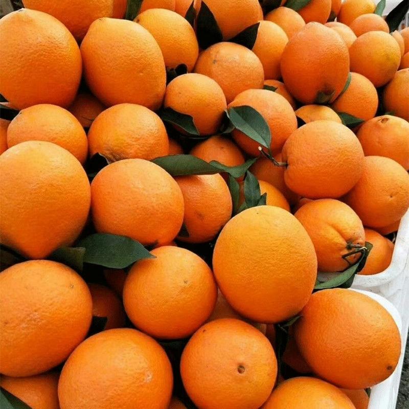 新鲜脐橙应季当季手剥薄皮高山甜脐橙
