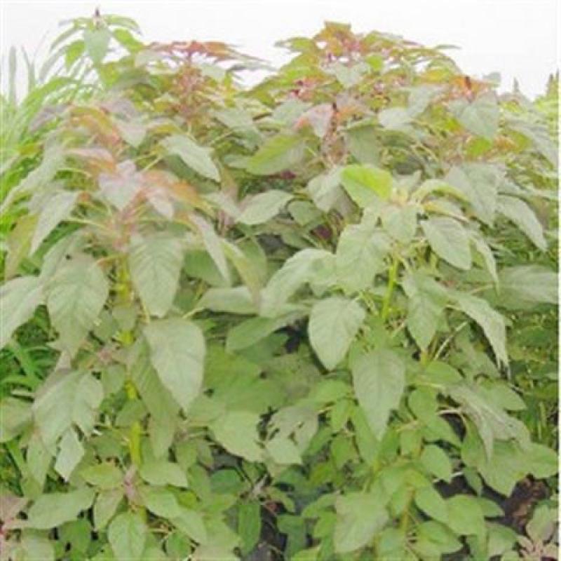 美国进口籽粒苋种子优质牧草高蛋白牧草种子产量高易种植包邮