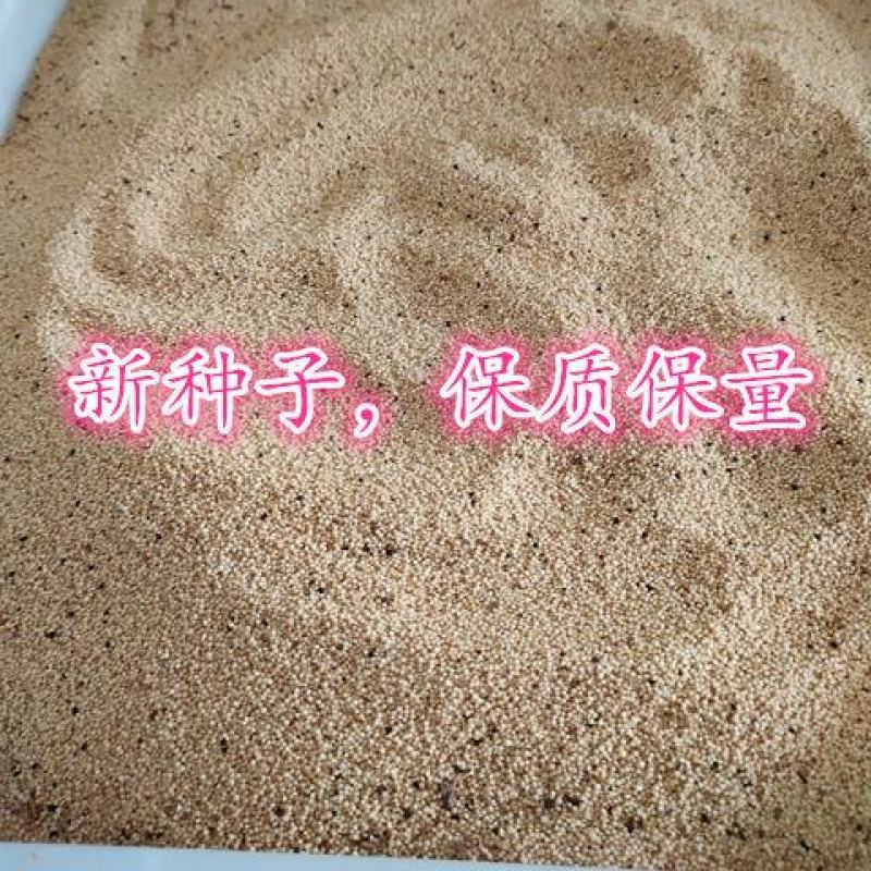 美国进口籽粒苋种子优质牧草高蛋白牧草种子产量高易种植包邮