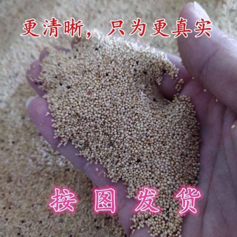 美国进口籽粒苋种子优质牧草高蛋白牧草种子产量高易种植包邮
