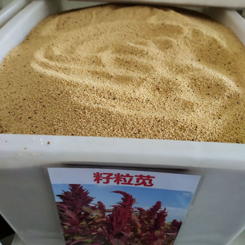 美国进口籽粒苋种子优质牧草高蛋白牧草种子产量高易种植包邮