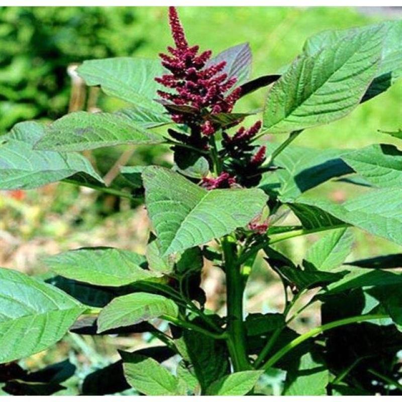 美国进口籽粒苋种子优质牧草高蛋白牧草种子产量高易种植包邮