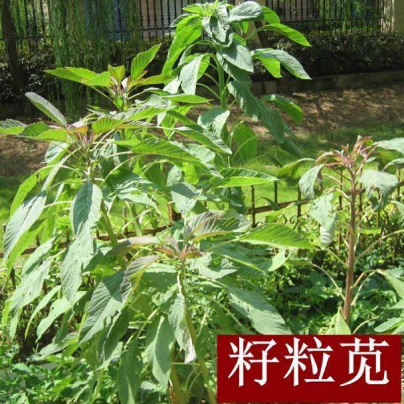 美国进口籽粒苋种子优质牧草高蛋白牧草种子产量高易种植包邮