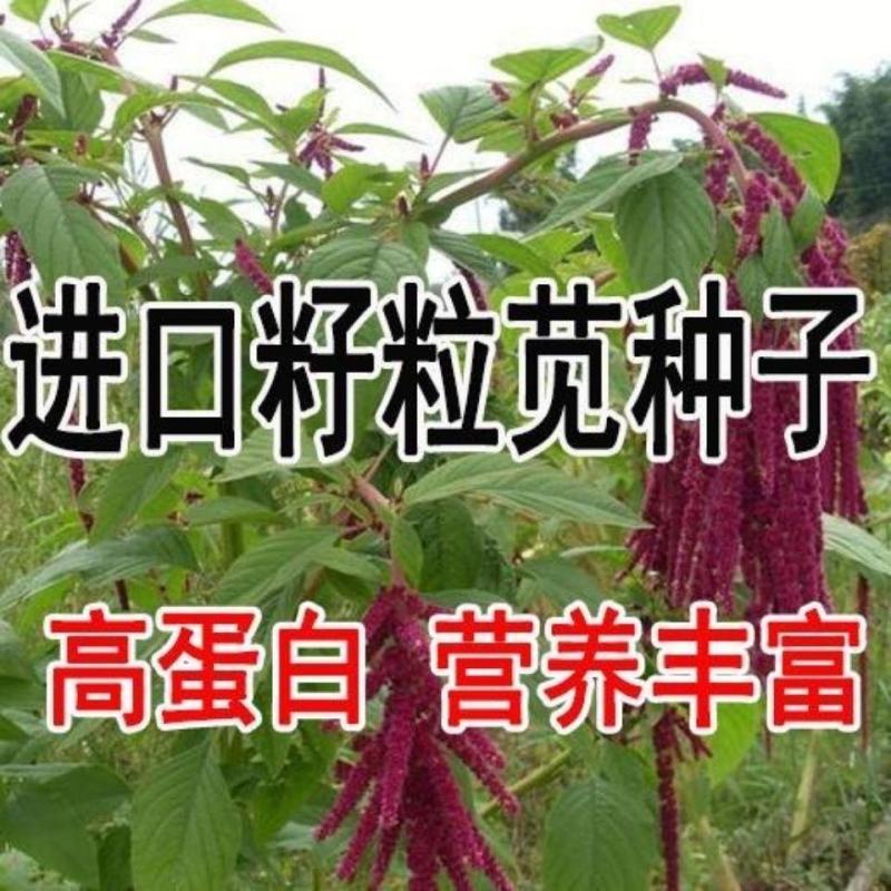 美国进口籽粒苋种子优质牧草高蛋白牧草种子产量高易种植包邮