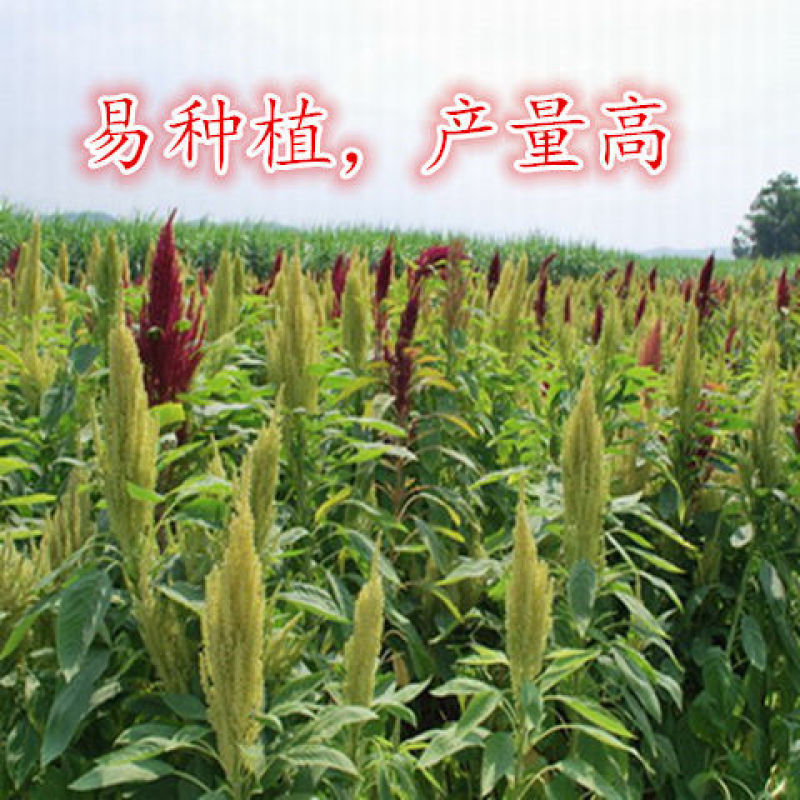 美国进口籽粒苋种子优质牧草高蛋白牧草种子产量高易种植包邮