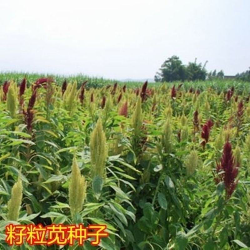美国进口籽粒苋种子优质牧草高蛋白牧草种子产量高易种植包邮