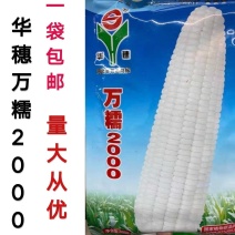 万糯2000糯玉米种子华穗万糯188玉米甜糯玉米种子