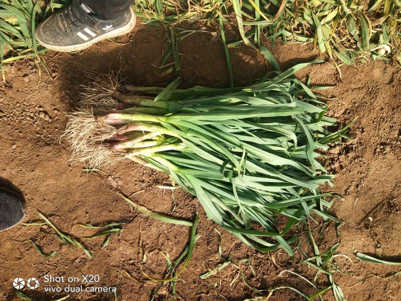 红根蒜苗货源充足，常年供货