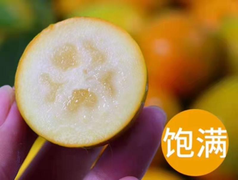 批发【脆皮金桔】金桔礼盒装发货新鲜品实惠价大量现货供应
