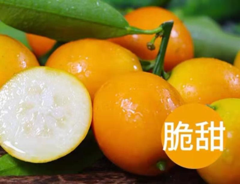 批发【脆皮金桔】金桔礼盒装发货新鲜品实惠价大量现货供应