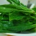 菠菜，青菜绿叶蔬菜火锅必备