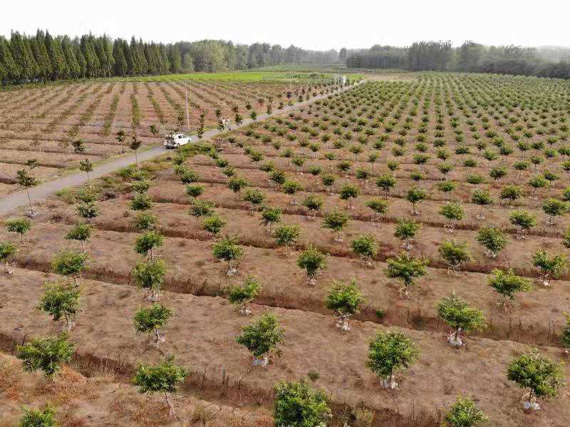 标准美早樱桃种植园航拍图