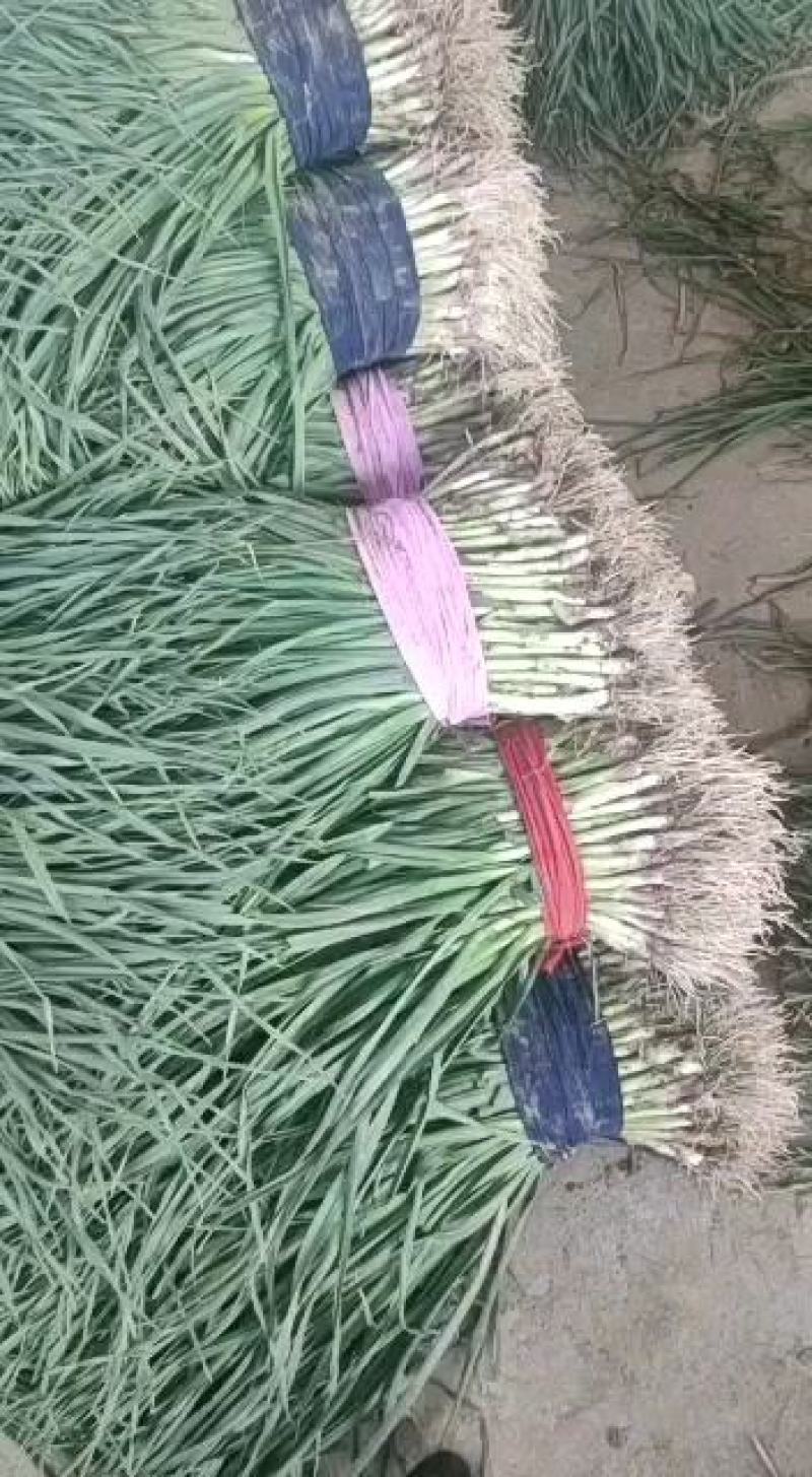 精品红根蒜苗产地直供量大从优！欢迎新老朋友前来订购！