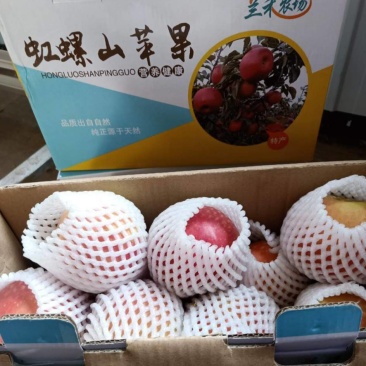 5斤装寒富苹果辽西地区山地虹螺山特色
